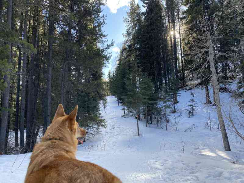 Bragg Creek-Snowshoe Hare Loop